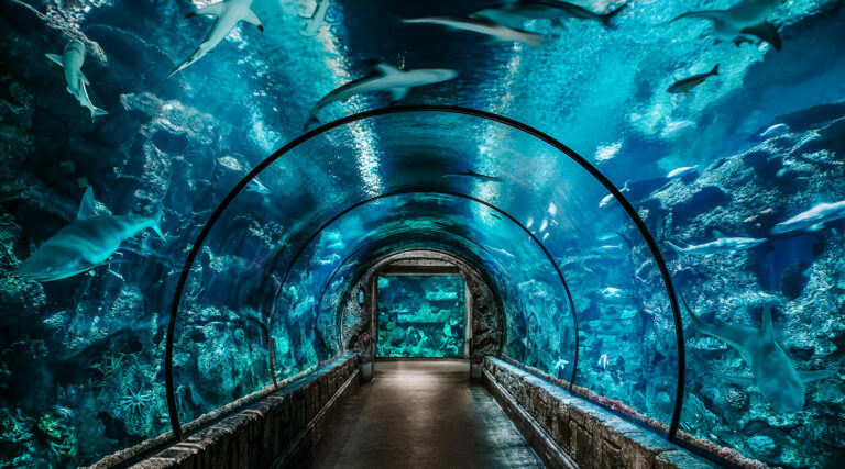 Las Vegas Family Vacation wouldn't be complete without one of the largest aquariums in North America at Mandalay Bay on the Strip